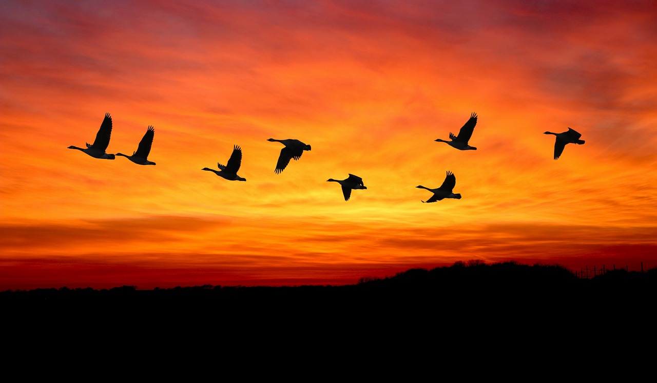 Animal Migrations: Spectacular Journeys and Conservation Challenges